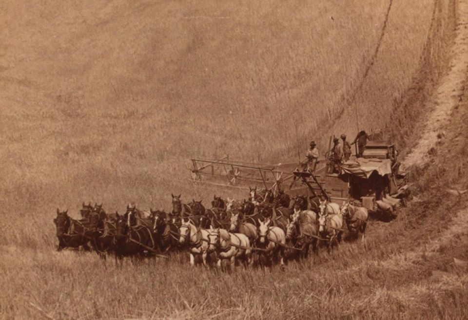 Percheron Horses